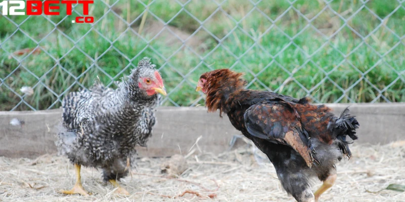 12Bet tự hào là nhà cung cấp đa dạng các trận đấu Thomo hay nhất