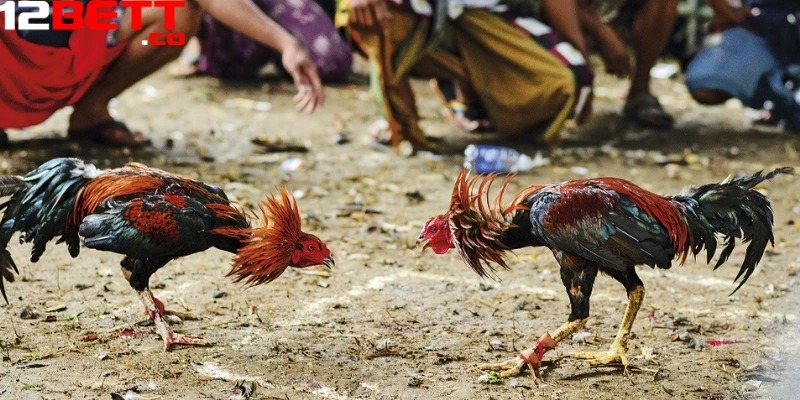 Các chiến kê tham gia thi đấu đều đến từ các trường gà nổi danh