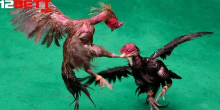 Đá gà Thomo hôm nay