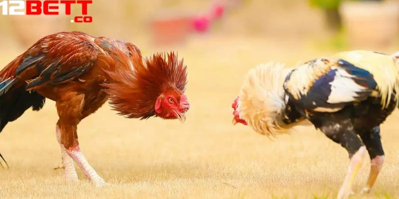 xem đá gà trực tiếp hôm nay tại 12Bet