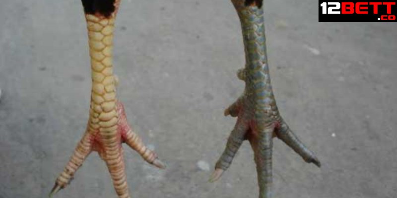 Cách xem tướng chân gà chọi đẹp gồm mấy phần?
