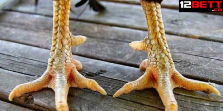Hướng Dẫn Cách Xem Tướng Chân Gà Chọi Đẹp Từ Sư Kê 12BET