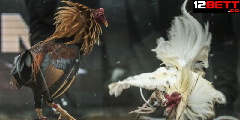Những cách khắc chế các lối đá gà chọi tại 12BET