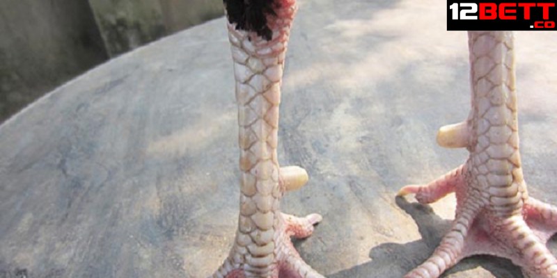 Quan sát phần bàn chân gà chọi